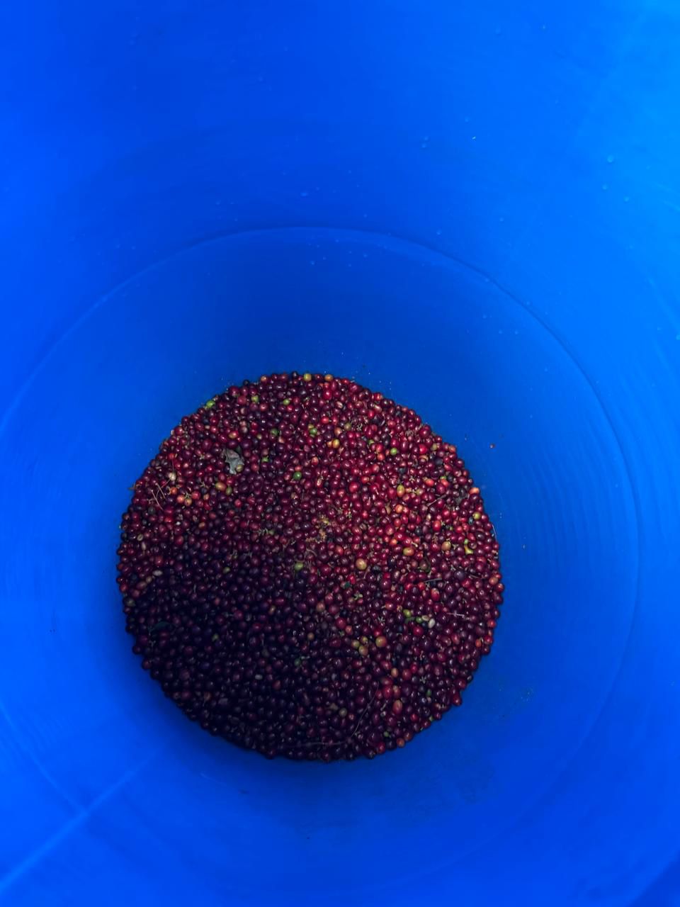 Pedro Turcios, Co-Ferment Typica
